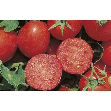 Red Sky F1 Domates Tohumu Hibrit Domates Tohumu resmi