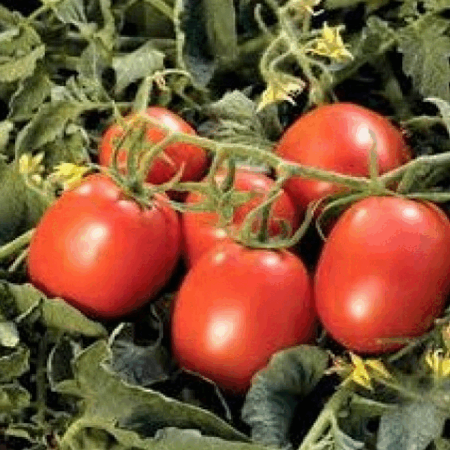 Albeni Domates Fidesi resmi