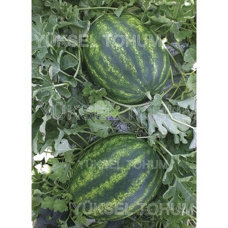 Toraman F1 Karpuz Tohumu. resmi