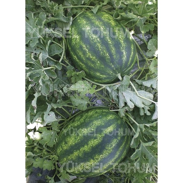 Toraman F1 Karpuz Tohumu. resmi