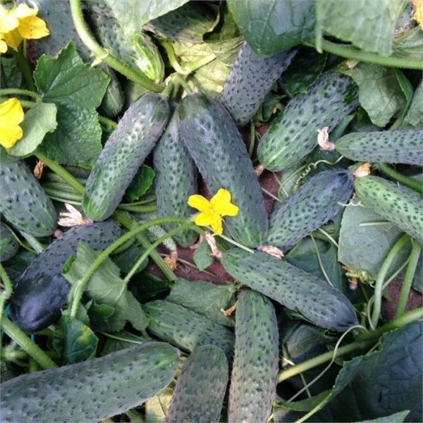 Sertel F1 Hıyar Tohumu resmi