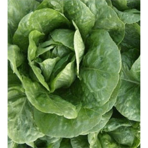 Manavert Marul Tohumu resmi