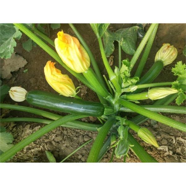 Mantra F1 (Siyah) Kabak Tohumu resmi