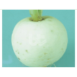 Bt Bur Beyaz (Beyaz Turp) Turp Tohumu resmi
