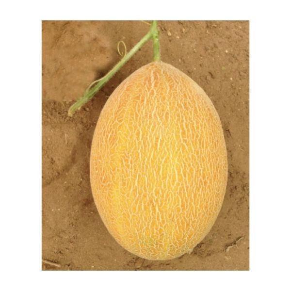 Serin F1 Kavun Tohumu  resmi