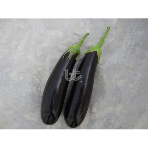 Bt Karaman F1 Patlıcan Tohumu resmi