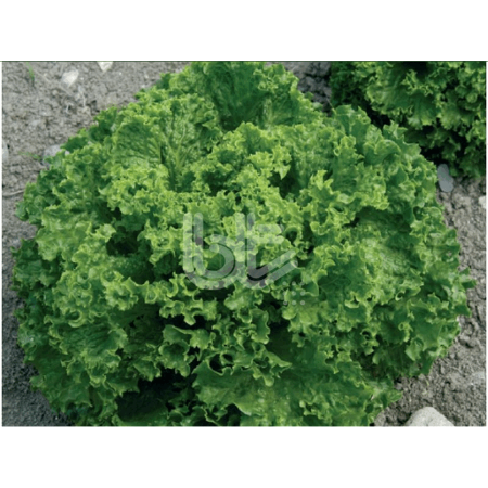 Bt Kışlık Marul 016 Marul Tohumu resmi