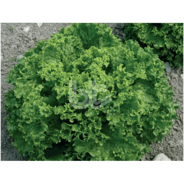 Bt Kışlık Marul 016 Marul Tohumu resmi