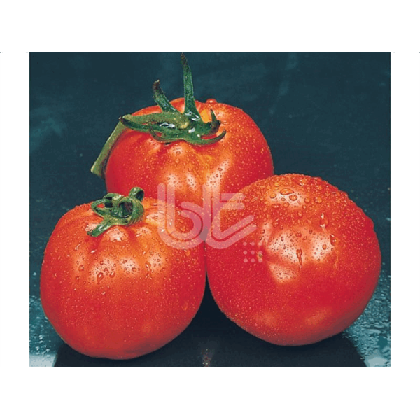Falcon Domates Tohumu resmi
