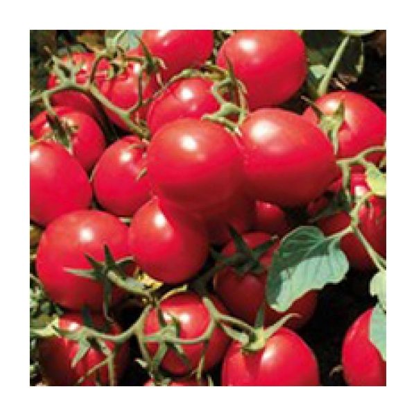 Jag 8810 F1 Domates Tohumu resmi