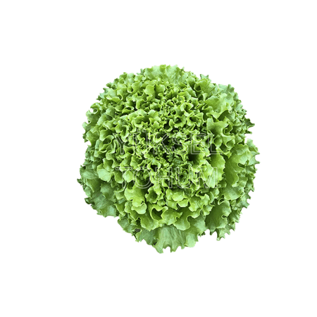 Fiyonk Marul Tohumu resmi