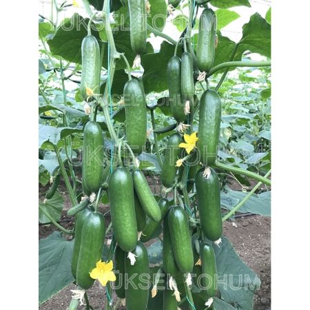 Uçar F1 Hıyar Tohumu resmi