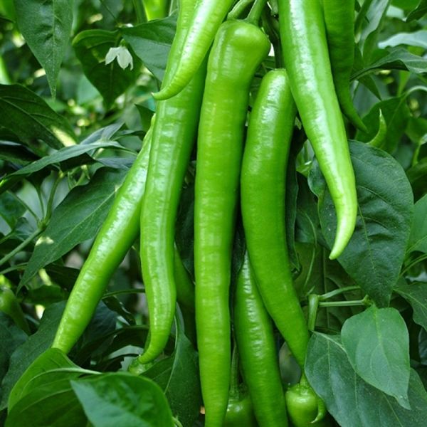 Mert F1 Sivri Biber Tohumu (Orta Acı) resmi