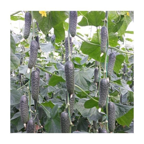 Titanik F1 Hıyar Tohumu resmi