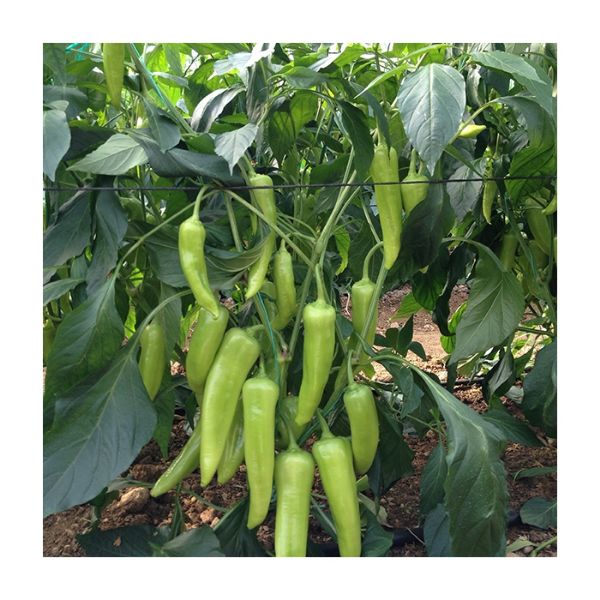 Yalçın F1 Çarliston Biber Tohumu resmi