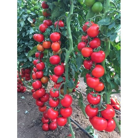 Altar F1 Domates Tohumu resmi