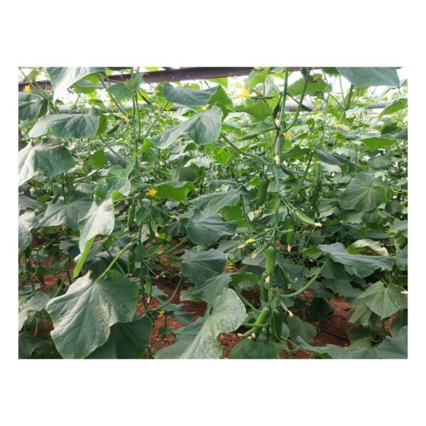 Tribün F1 (Süper Mini) Hıyar Tohumu resmi