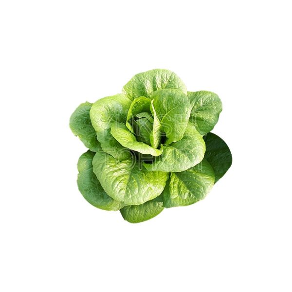 Mozole Marul Tohumu resmi