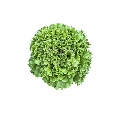 Fiyonk  (Kıvırcık) Marul Fidesi resmi