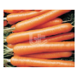 Nantes Scarlet Havuç Tohumu resmi