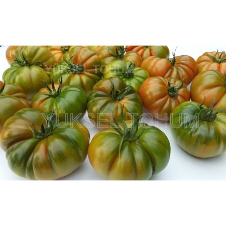 Tekköy F1 Domates Tohumu resmi