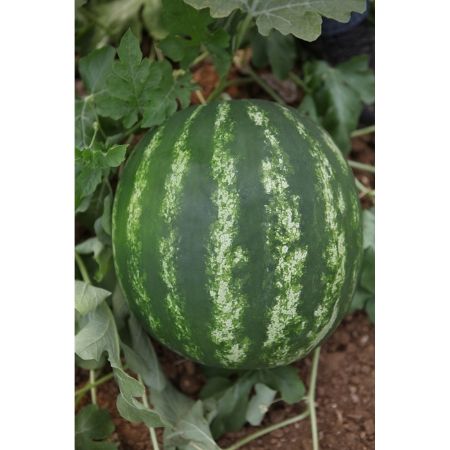 Şafak F1 Karpuz Tohumu resmi