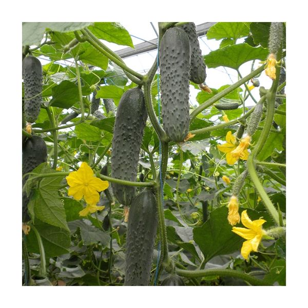 Mozayik F1 Hıyar Tohumu resmi