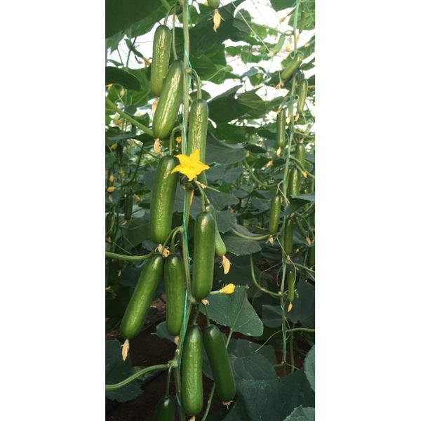 Halis F1 Hıyar Tohumu resmi