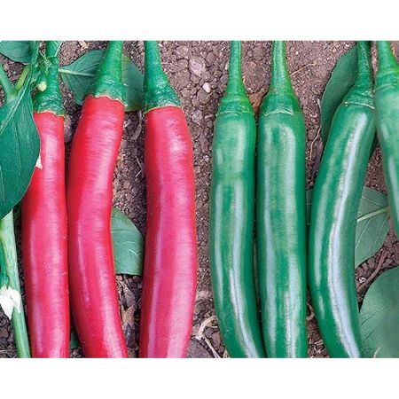 Gülen F1 Şili Biber Tohumu resmi