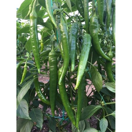 Davut F1 Sivri Biber Tohumu resmi