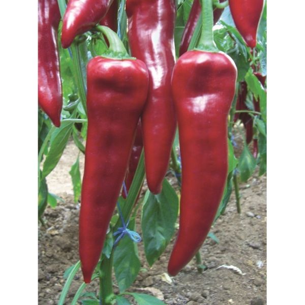 Arena F1 Kapya Biber Tohumu resmi