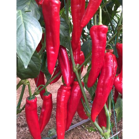 Aydemir Kapya Biber Tohumu resmi