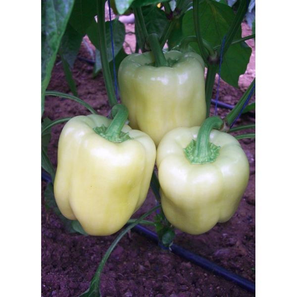 Cila F1 Macar Dolma Biber Tohumu resmi