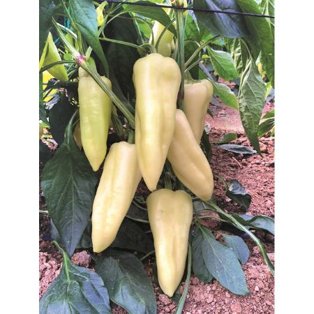 Elmas F1 Macar Biber Tohumu resmi