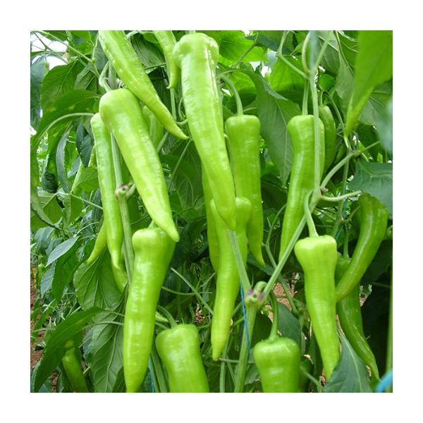 Safran F1 Çarliston Biber Tohumu resmi