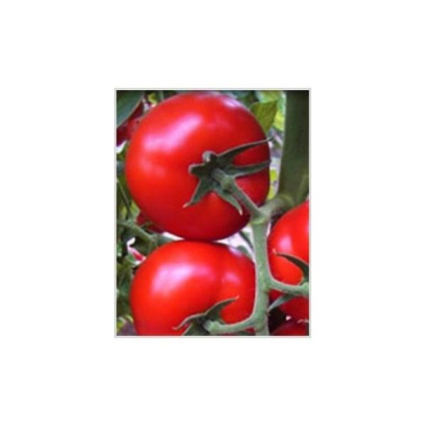 Milas F1 Domates Tohumu resmi