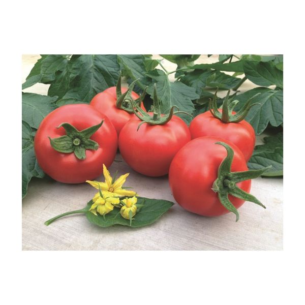 Olgun  F1 Domates Tohumu resmi