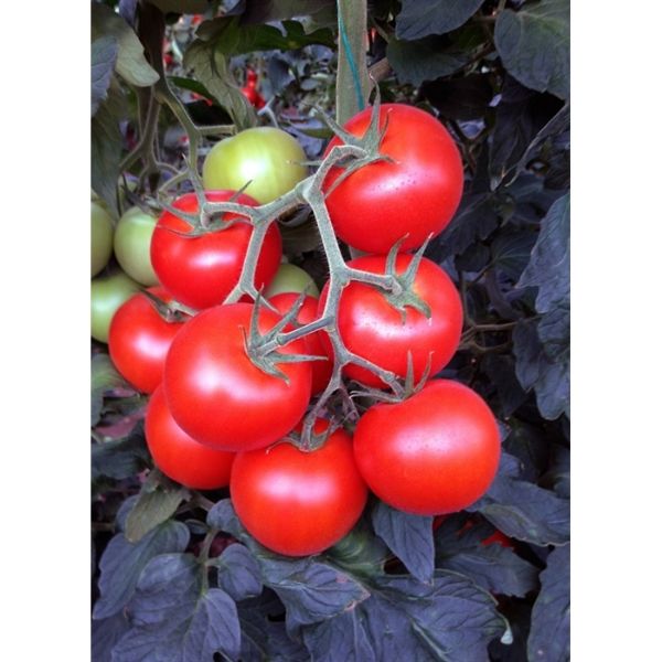 Aziz F1 Domates Tohumu resmi