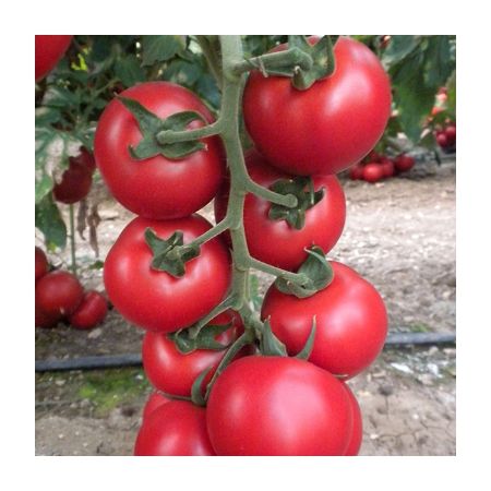 Azeri F1 Domates Tohumu resmi