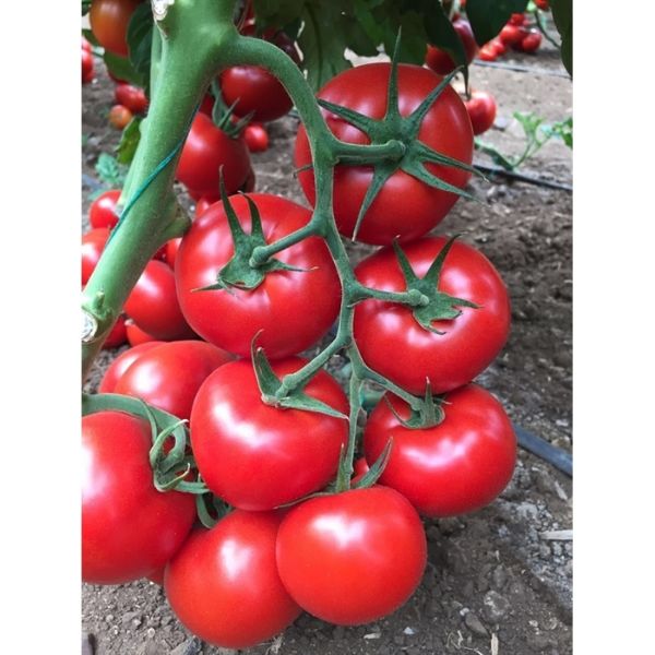 Aslan F1 Domates Tohumu resmi