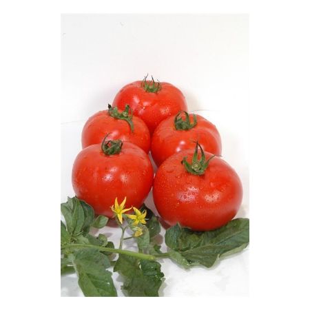 Aytina F1 Domates Tohumu resmi