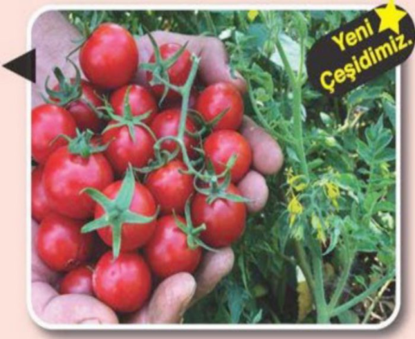 Beybito F! (Oturak Çeri) Domates Tohumu  resmi