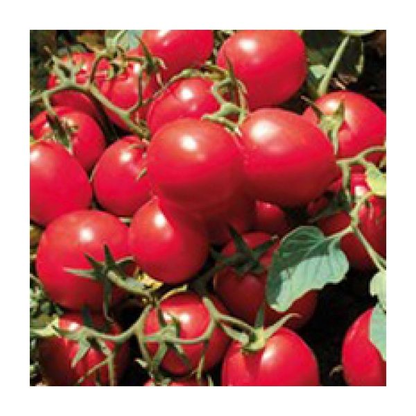 Jag 8810 Domates Fidesi resmi