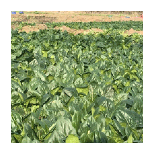 Rs 06683549 F1 Ispanak Tohumu resmi