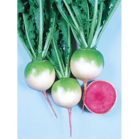 Burbeyaz Turp Tohumu ( 500 Gr ) resmi