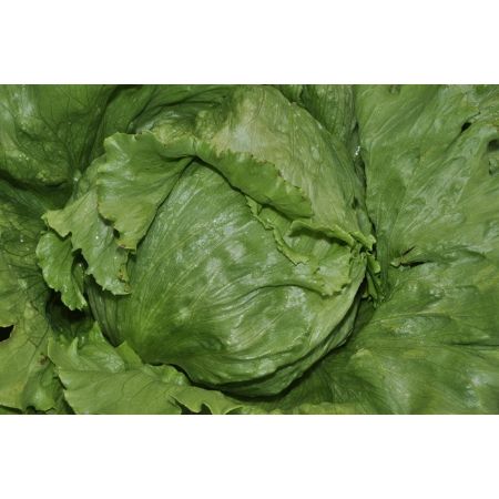 Wısmar (Iceberk) Marul Fidesi resmi