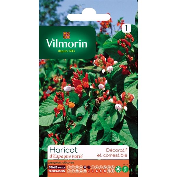 İspanyol Fasulye Çiçeği (Sarmaşık) resmi