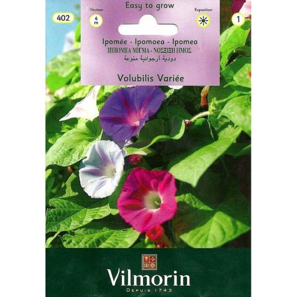 Kahkaha Çiçeği Karışık Renkli resmi