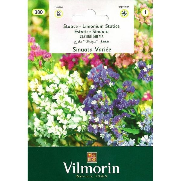 Deniz Lavantası - Statis Karışık Renkli resmi