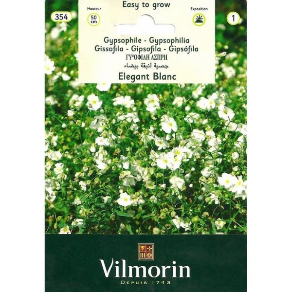 Beyaz Bahar Yıldızı (Elegant Blanc) resmi